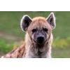 avatar de LE HYENAL